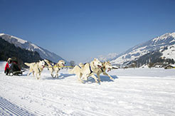 Hundeschlitten in Adelboden-Lenk-Frutigen