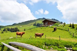 Urlaub im Appenzell Urnäsch, Heiden, Hundwil, Gais, Speicher