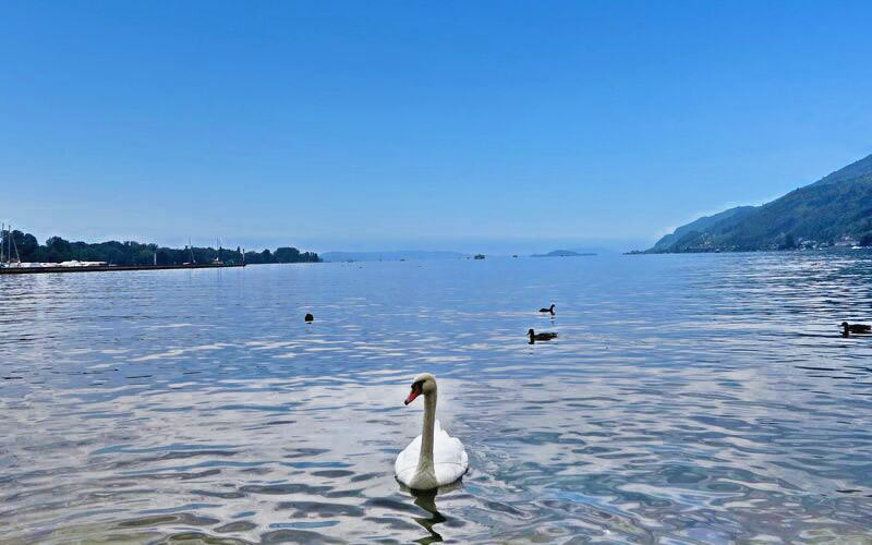 Schwan im Bieler See 