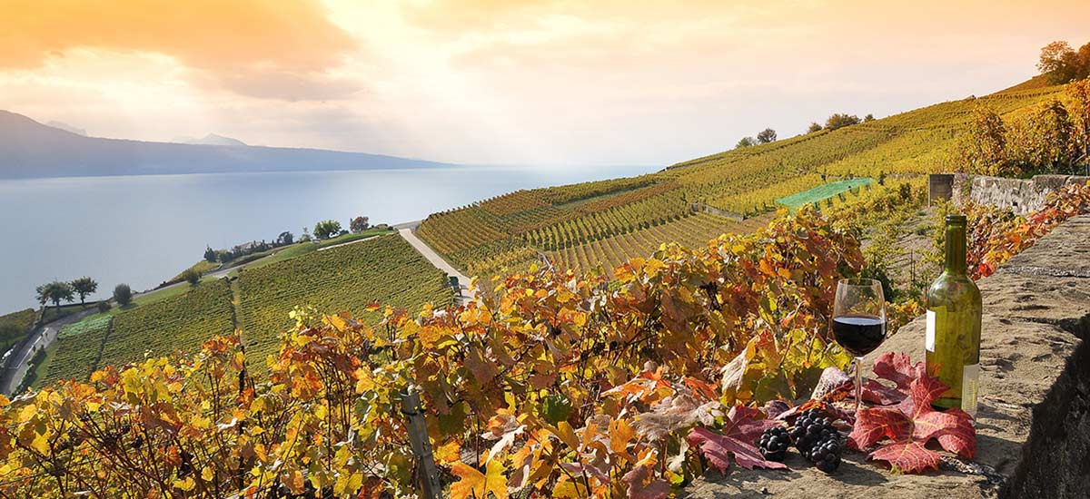Herbsturlaub in der Schweiz auf dem Weingut im Lavaux